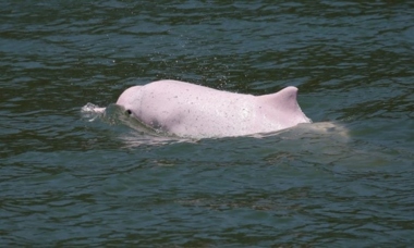 خبراء يربطون نفوق الدلافين في نهر الأمازون بالجفاف والحرارة الشديدين