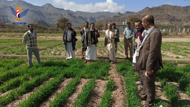 تدشين توزيع بذور القمح المحسنة على المزارعين في مديرية دمت بالضالع