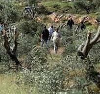 Der zionistische Feind entwurzelt 300 Weinbäume westlich von Bethlehem