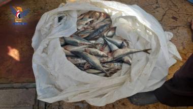 Beschlagnahme von halbe Tonne verdorbenen Fisch auf dem Al-Balily-Markt in Hauptstadt 