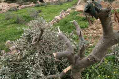 Settlers attack agricultural lands, cut down 30 olive trees