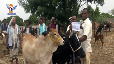 Distribution of cows to 60 disabled people in Hodeida