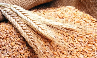 انخفاض أسعار القمح لأدنى مستوى في ثلاثة أشهر وسط منافسة على التصدير