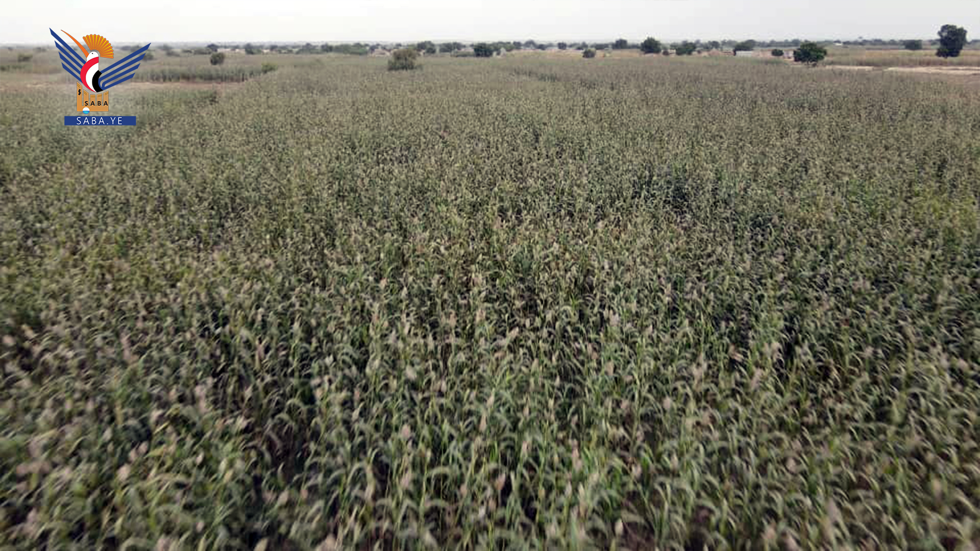 تدشين موسم حصاد محصول الذرة في وادي مور بالحديدة