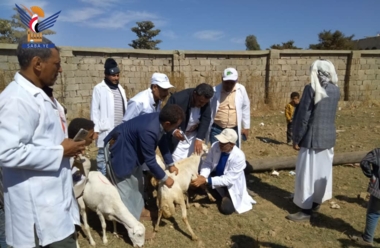 Start der zweiten Impfkampagne gegen Pest und Schafpocken in der Provinz Raimah