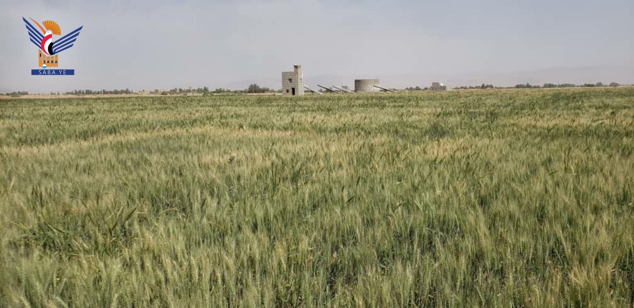 تفقد مزارع البذور في مديريتي المصلوب والغيل بمحافظة الجوف