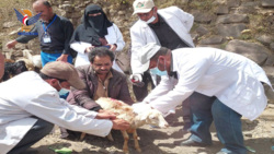 Abschluss der Veterinärkampagne in sechs Distrikten von Dhamar