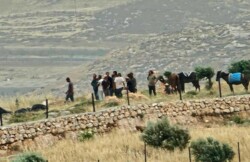 قطعان المستوطنين يهاجمون المواطنين الفلسطينيين قرب المغير شرق رام الله