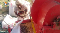 تدشين موسم حصاد الذرة الشامية في مديرية المتون بمحافظة الجوف