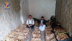 مبادرة مجتمعية تنجح في التوسع بزراعة الزنجبيل في المحويت