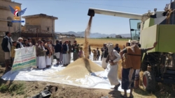 إب .. تدشين حصاد محصول القمح في منطقة 